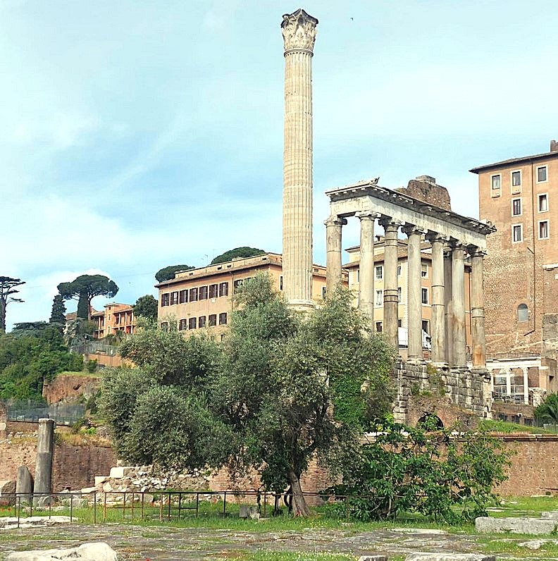 The Ficus Ruminalis in the Roman Forum