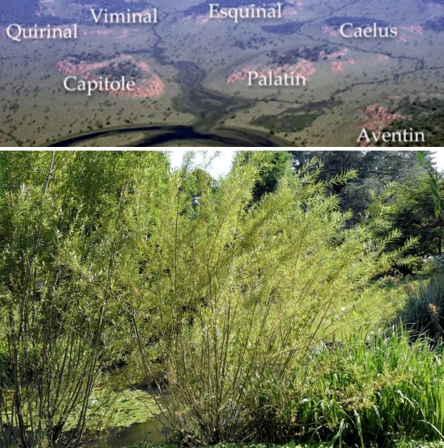 Seven Hills and the Salix viminalis Plant